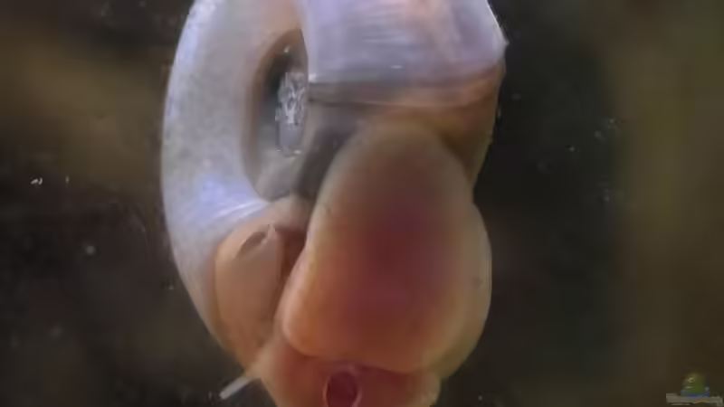 Futterschnecken selber züchten