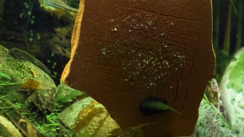 Futterstein von Aquajonas (9)