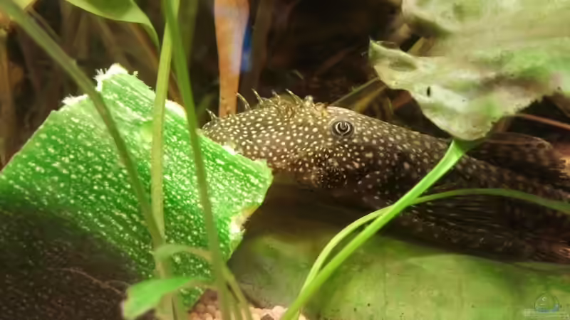 Futterstelle von Zebraschecke (37)