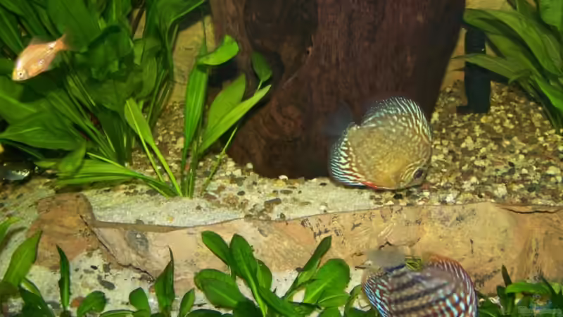 Futtersuche -21.03.08- von Silke (44)