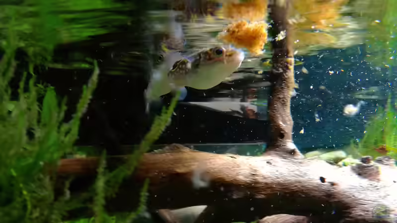 Futtersuche von Bermuda 3eck (53)