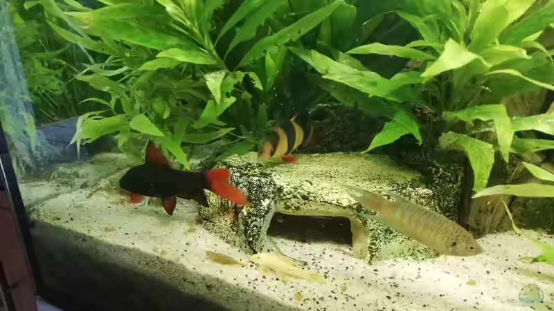 Futtersuche von Chinese Inai (33)