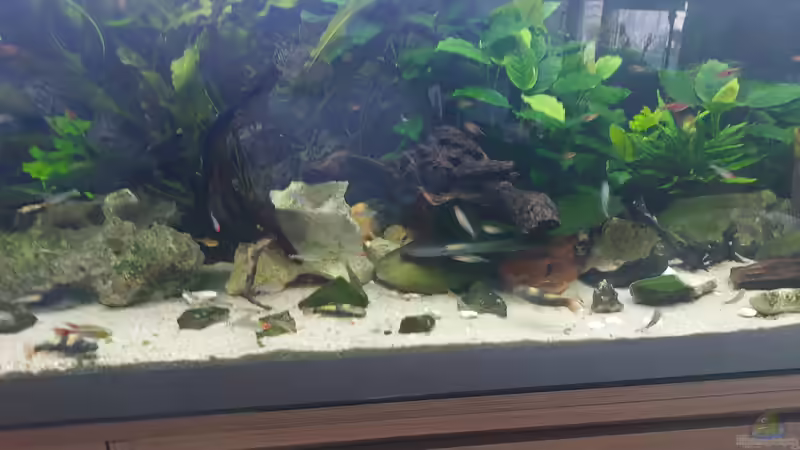 Futtersuche von ErfurtOldy (70)