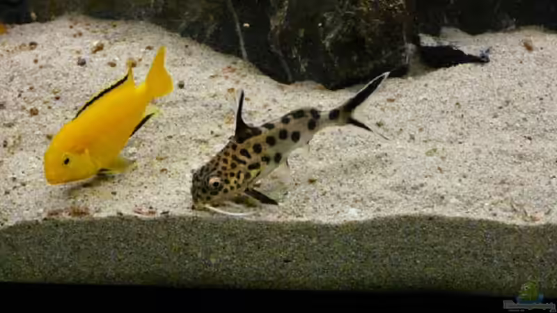 Futtersuche von Zigermandli (28)