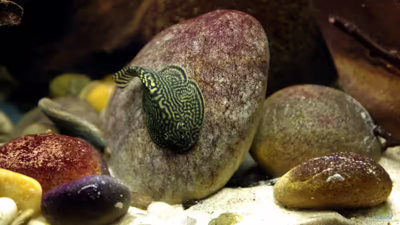 Futtersuche Weibchen von Nico NK (30)