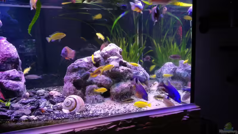 Futterungszeit von Irzzz (7)