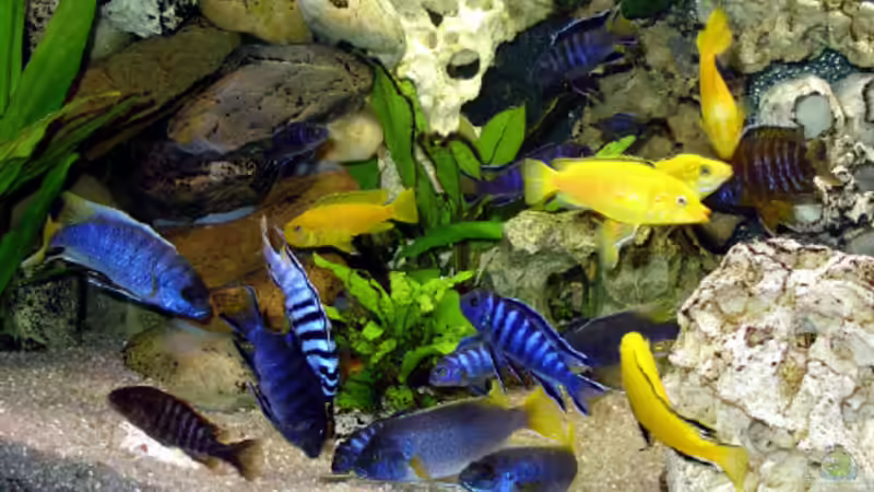 Futterzeit... von Andrea Wendel (12)