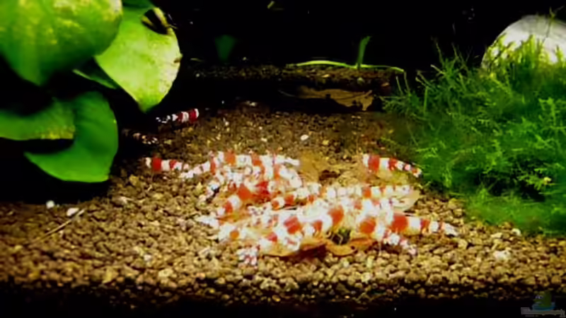 Futterzeit von Kim (5)