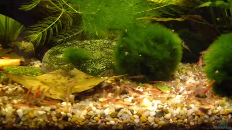 Futterzeit von Kim (5)