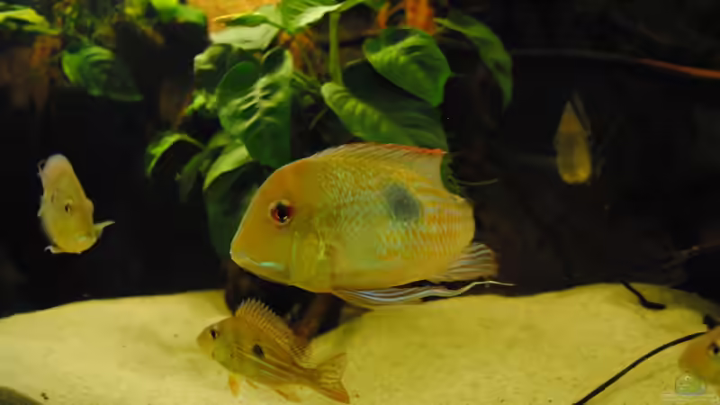 G. megasema und G. winemilleri von weyrobing (14)