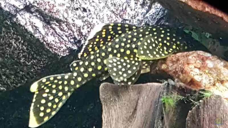 G. Nugget 018 von Eisbaer (19)