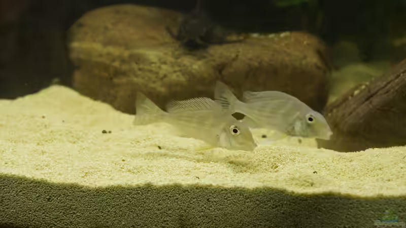 G. winemilleri von Birkenzeisig (3)