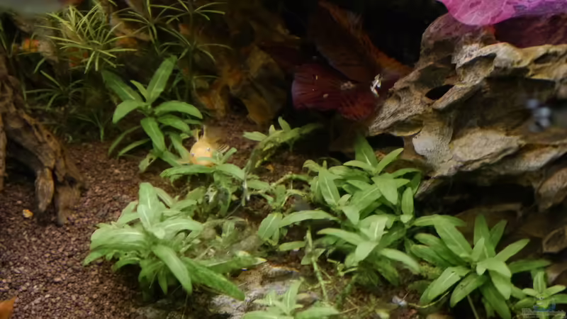 Staurogyne repens im Aquarium (Einrichtungsbeispiele mit Kriechende Staurogyne)