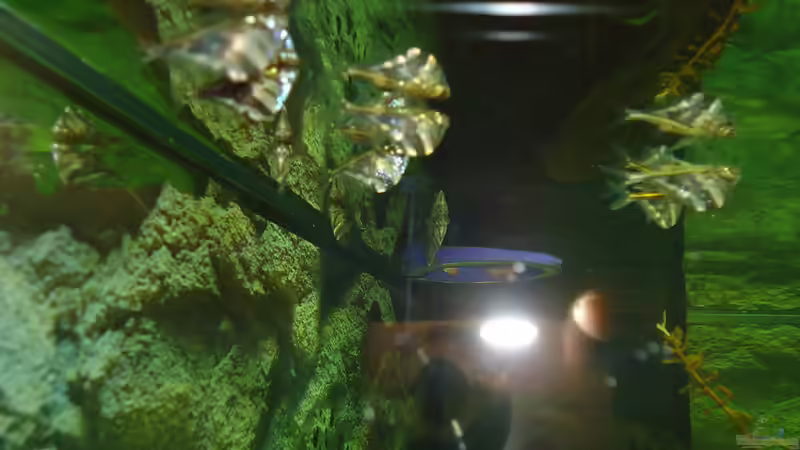 Gabelbeilbauchfisch von atom010 (45)