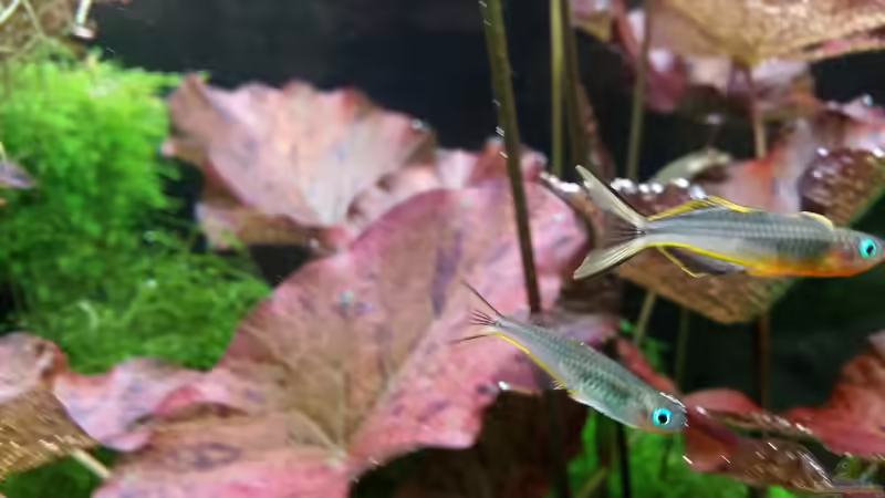 Aquarien mit Pseudomugil furcatus (Gabelschwanz-Blauauge)