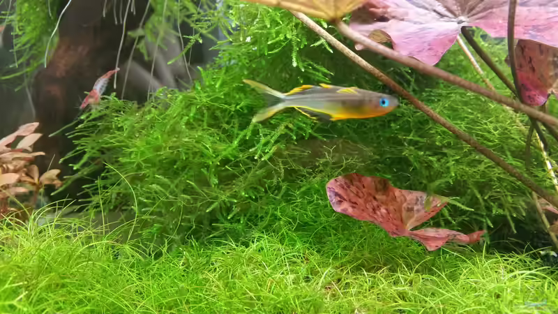 Gabelschwanz-Blauauge von Ichigo (53)