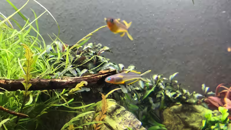 Gabelschwanz Blauaugen von Der Nicky (39)