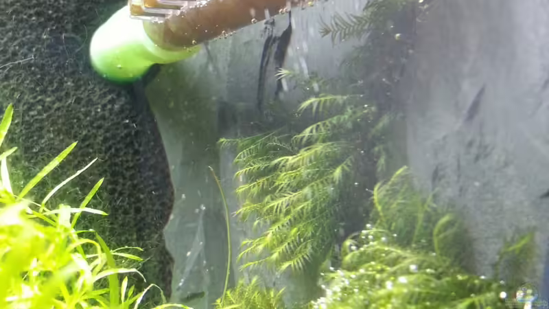 Gabelzahn 29.12.12 von M to the ilan (27)