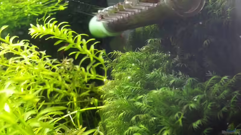 Gabelzahn an der Rückwand 04.05.2013 von M to the ilan (28)