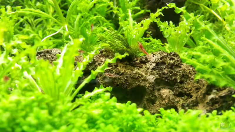 Gabelzahn auf einem Lavastein Rückwand 04.05.2013 von M to the ilan (30)