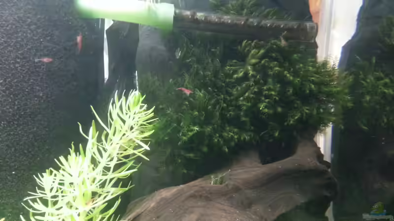 Gabelzahn im Wucherrausch 23.05.2013 von M to the ilan (29)