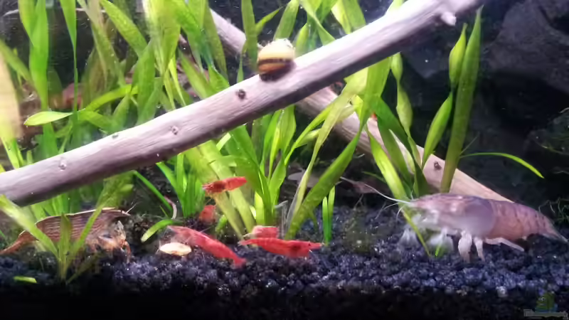 Gabun Fächergarnele (Atya gabonensis) von Newbie (55)