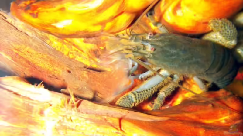 Gabun Riesenfächergarnele (Atya gabonensis)  von Sebastian Lehmann (9)