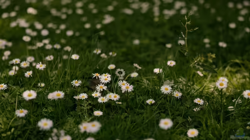 Gänseblümchen: Das ist seine heilende Wirkung