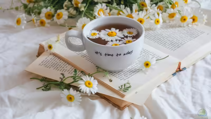 Gänseblümchen: Das ist seine heilende Wirkung