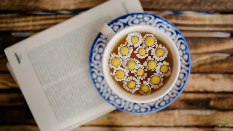 Gänseblümchen: Das ist seine heilende Wirkung