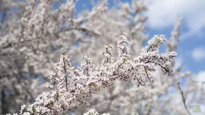 Gärtnern nach der Natur: Phänologische Beobachtungen