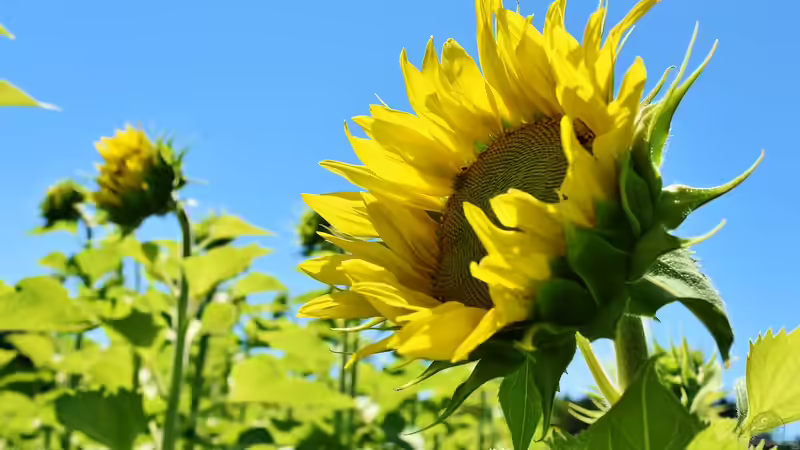Gärtnern nach der Natur: Phänologische Beobachtungen