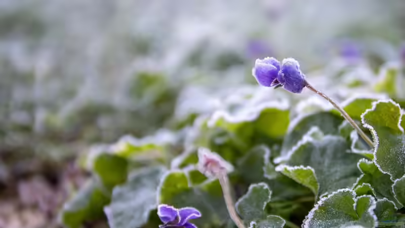 Gärtnern nach der Natur: Phänologische Beobachtungen