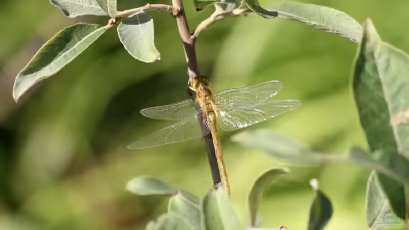Gäste am Gartenteich von Susanne Axt (20)