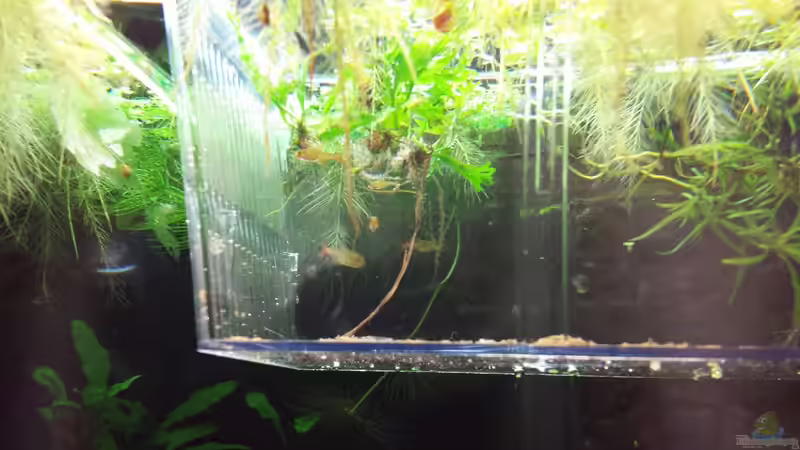 Gäste im Aufzuchtbecken (Rotblaue Kolumbianer) :) von NRW (34)