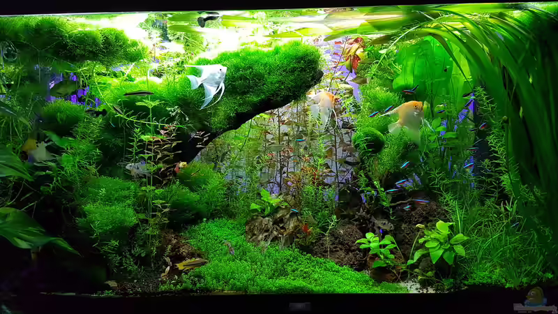 ´Gaja´ vor Beckenpflege 13.03.2016 von Sebastian Hartmann (32)