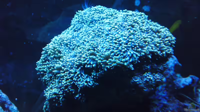 Galaxea fascicularis - Kristallkoralle  von ~Sascha~ (5)