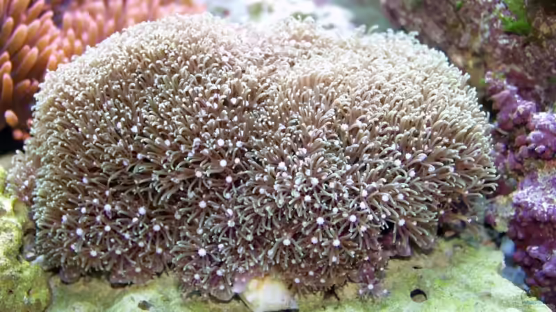 Galaxea fascicularis von Uwe Zawadski (5)