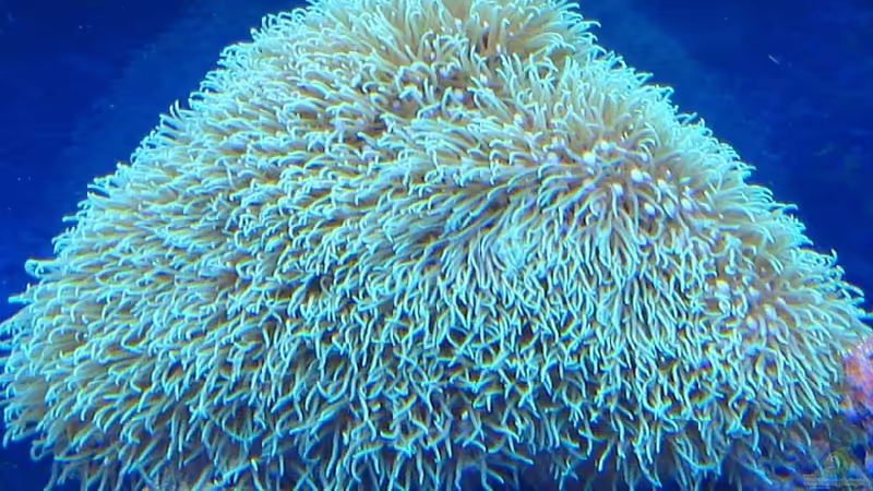 Galaxea grün von .uschi (16)