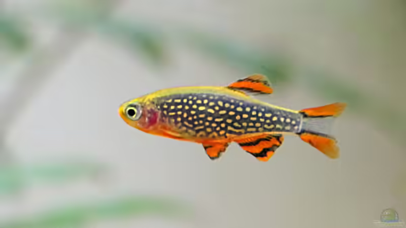 Galaxy Bärbling von Bjarke (27)