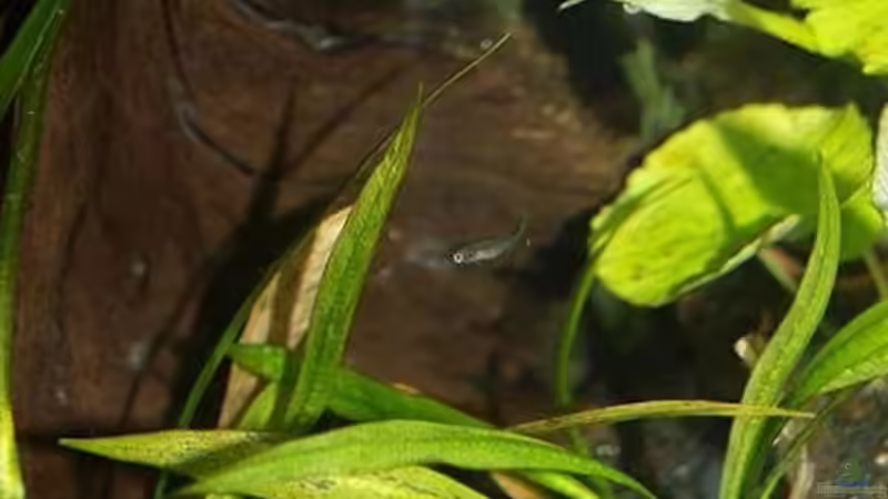 Galaxy noch recht jung von Thomas Burger (7)