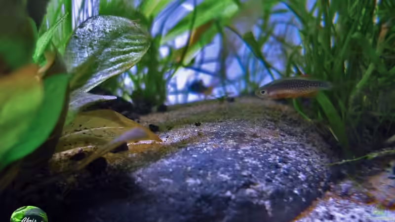 Galaxy von Chris_R. (51)