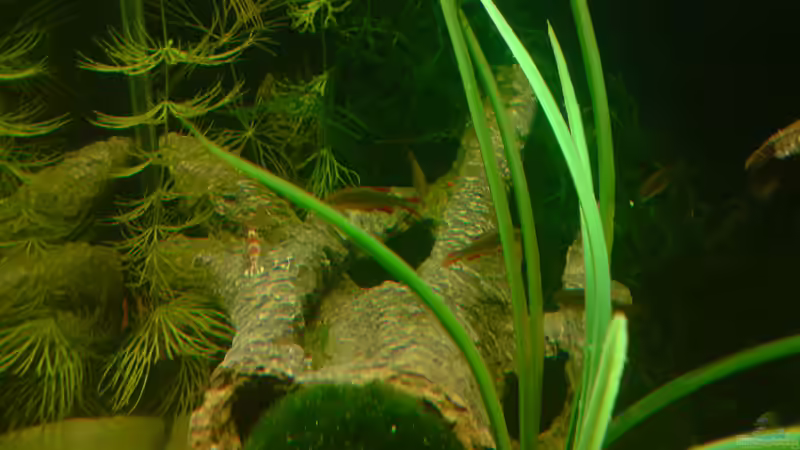 Galaxy von Dasy (24)