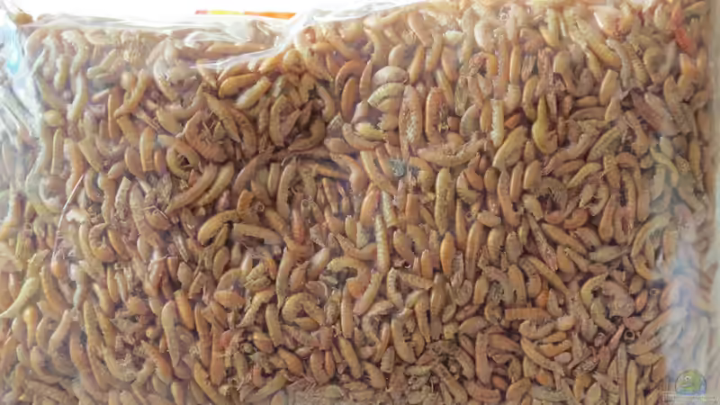 Gammarus (Bachflohkrebse) von BastiB (56)