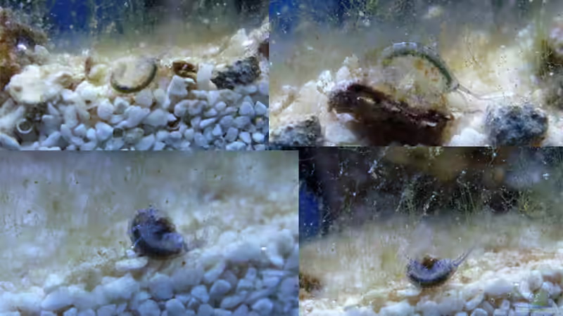 Gammarus von Summse (76)