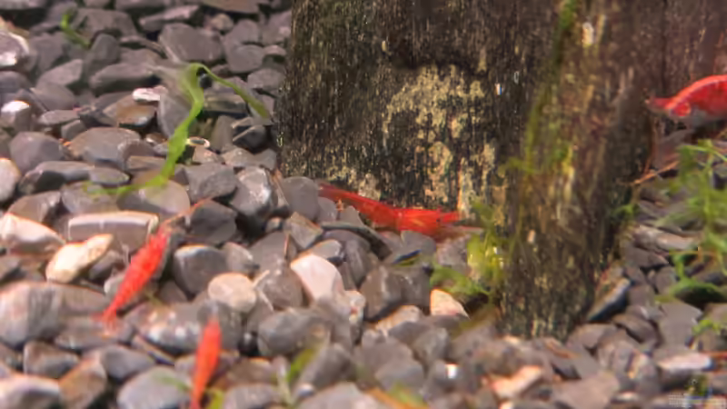 Ganrelen am Boden von Gonnos (21)