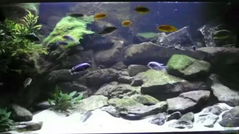 ganz aktuell von Hedylein (1)