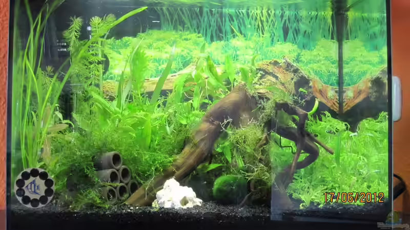 ganz am Anfang . . . von Wasserfloh*1 (2)