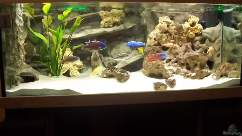 ganz am Anfang von Stephan Ascher (5)