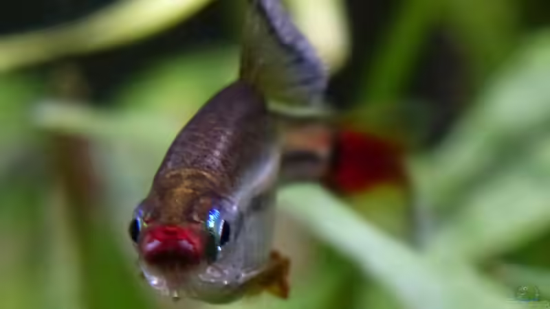 Aquarien mit Tanichthys micagemmae (Vietnamesischer Kardinalfisch)